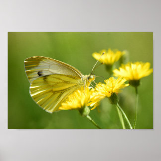 Butterfly Poster