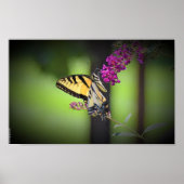 Butterfly Poster (Voorkant)