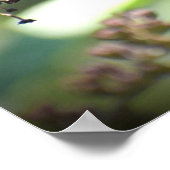 Butterfly Poster (Hoek)