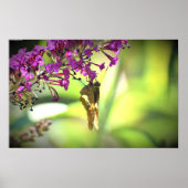 Butterfly Poster (Voorkant)