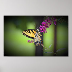 Butterfly Poster