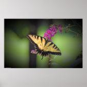 Butterfly Poster (Voorkant)