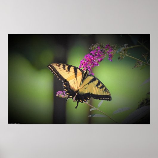 Butterfly Poster (Voorkant)