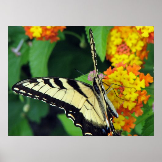 Butterfly Poster (Voorkant)