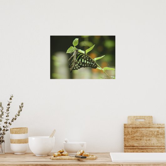 Butterfly Poster (Keuken)