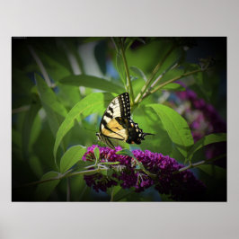 Butterfly Poster