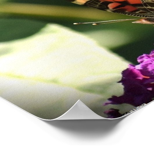 Butterfly Poster (Hoek)