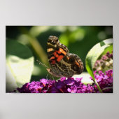 Butterfly Poster (Voorkant)