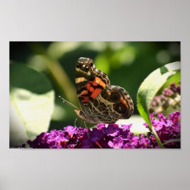 Butterfly Poster