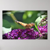 Butterfly Poster (Voorkant)
