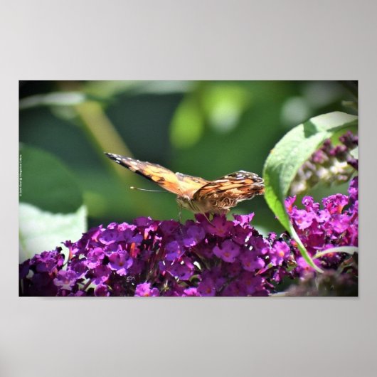 Butterfly Poster (Voorkant)