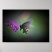 Butterfly Poster (Voorkant)