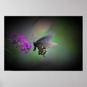 Butterfly Poster