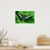 Butterfly Poster (Keuken)
