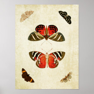 Butterfly Print 018