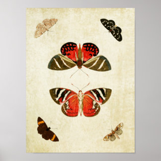 Butterfly Print 018