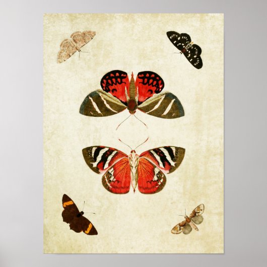 Butterfly Print 018 (Voorkant)