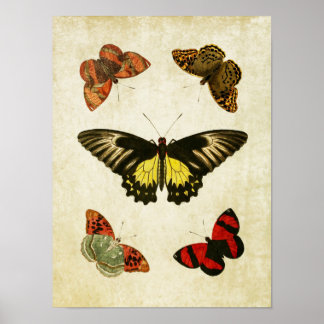 Butterfly Print 025