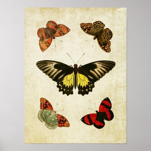 Butterfly Print 025 (Voorkant)