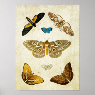 Butterfly Print 046