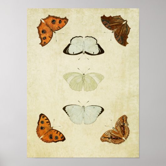 Butterfly Print 058 (Voorkant)