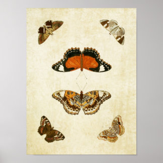 Butterfly Print 062