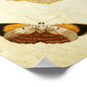  Butterfly Print 081 (Hoek)