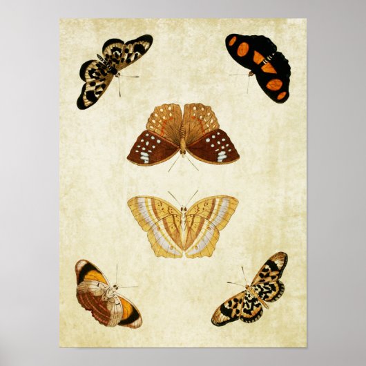  Butterfly Print 081 (Voorkant)