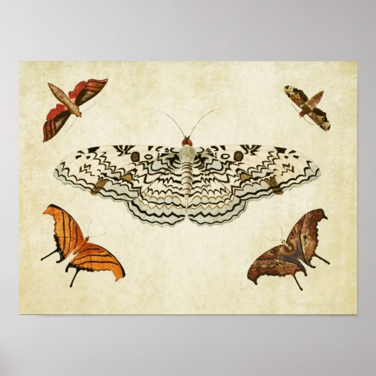  Butterfly Print 087 (Voorkant)