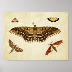 Butterfly Print 088