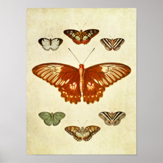 Butterfly Print 194