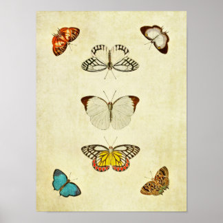 Butterfly Print 2011