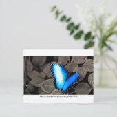 Butterfly Rainforest - Gainesville, FL 002 Briefkaart (Staand voorkant)