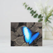 Butterfly Rainforest - Gainesville, FL 003 Briefkaart (Staand voorkant)