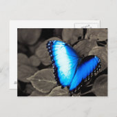 Butterfly Rainforest - Gainesville, FL 003 Briefkaart (Voorkant / Achterkant)