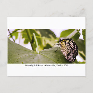Butterfly Rainforest - Gainesville, FL 005 Briefkaart