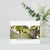 Butterfly Rainforest - Gainesville, FL 005 Briefkaart (Staand voorkant)