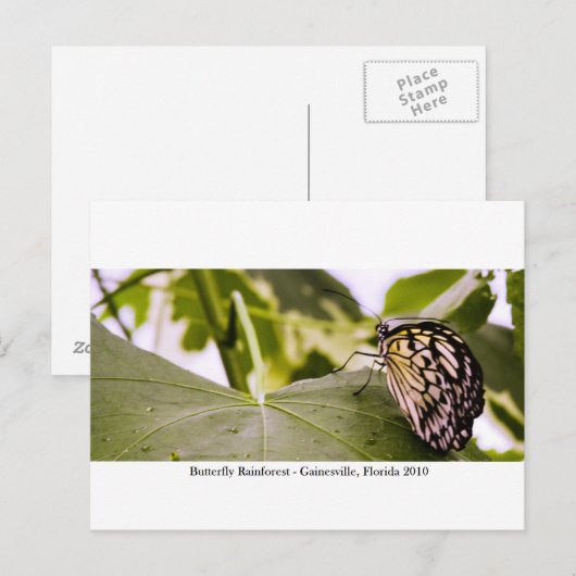 Butterfly Rainforest - Gainesville, FL 005 Briefkaart (Voorkant / Achterkant)