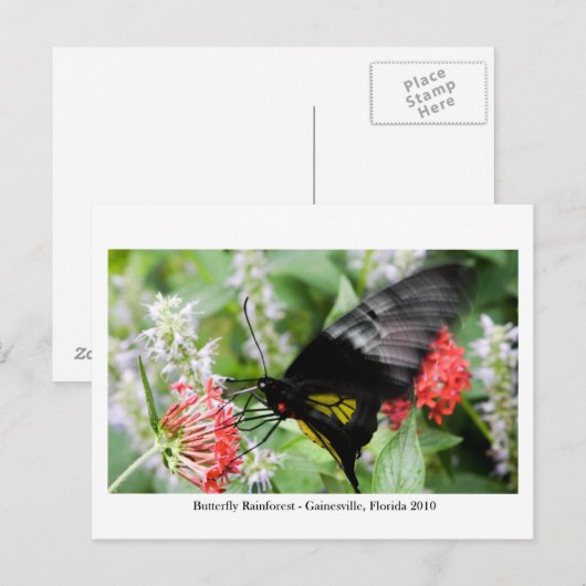 Butterfly Rainforest - Gainesville, FL 006 Briefkaart (Voorkant / Achterkant)