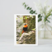 Butterfly Rainforest - Gainesville, FL 009 Briefkaart (Staand voorkant)