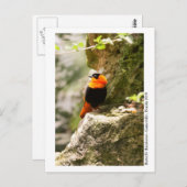 Butterfly Rainforest - Gainesville, FL 009 Briefkaart (Voorkant / Achterkant)