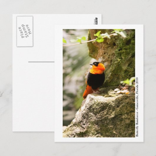 Butterfly Rainforest - Gainesville, FL 009 Briefkaart (Voorkant / Achterkant)