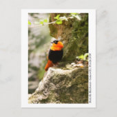 Butterfly Rainforest - Gainesville, FL 009 Briefkaart (Voorkant)