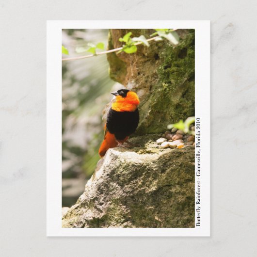 Butterfly Rainforest - Gainesville, FL 009 Briefkaart (Voorkant)