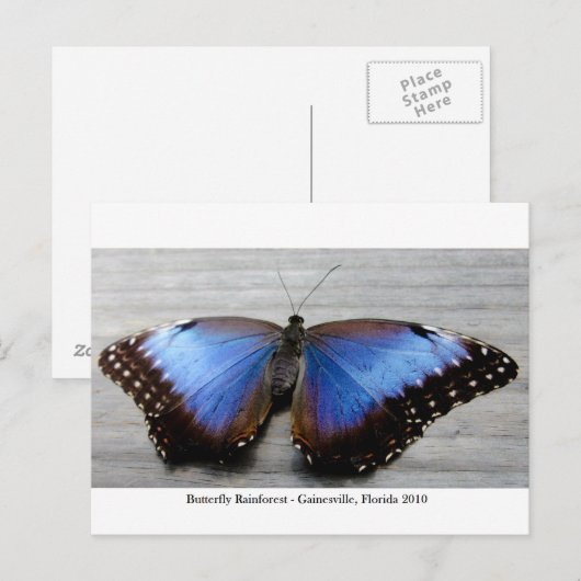 Butterfly Rainforest - Gainesville, FL 010 Briefkaart (Voorkant / Achterkant)