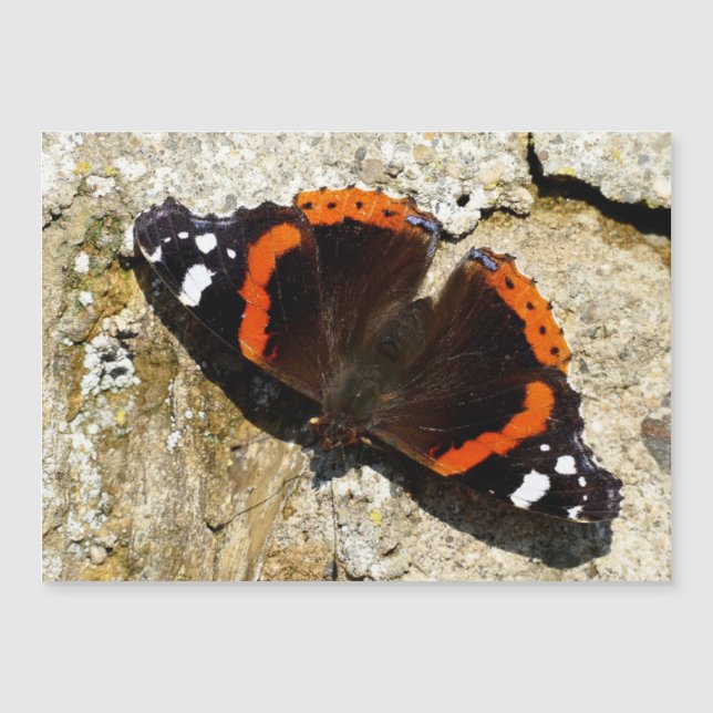 Butterfly - Red Admiral (Voorkant)