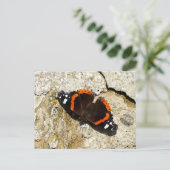 Butterfly - Red Admiral Briefkaart (Staand voorkant)