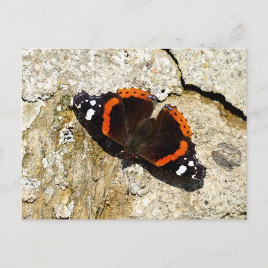 Butterfly - Red Admiral Briefkaart (Voorkant)