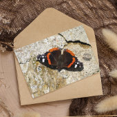Butterfly - Red Admiral Briefkaart