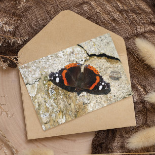 Butterfly - Red Admiral Briefkaart